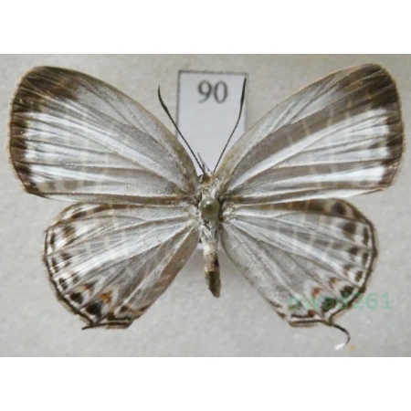 Jamides philatus (Snellen, 1878) Philippines90